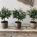 Mini Olive Tree in a Stone Pot RTfact Flowers 