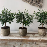 Mini Olive Tree in a Stone Pot RTfact Flowers 