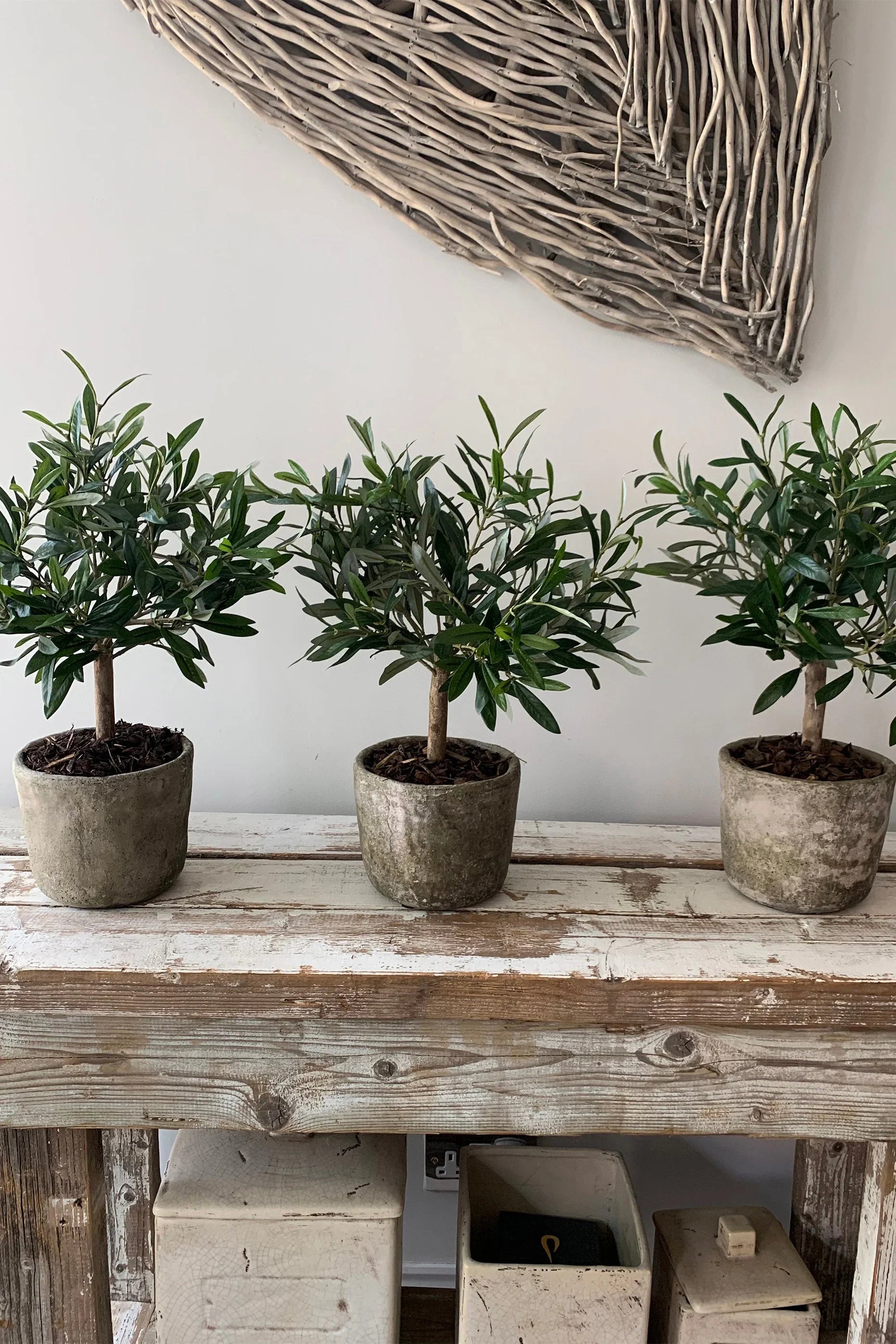 Mini Olive Tree in a Stone Pot RTfact Flowers 