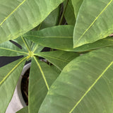 Dwarf Umbrella Tree in a Grey Pot