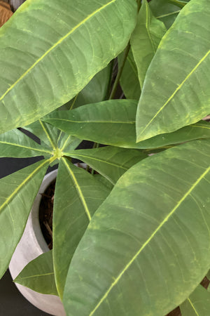 Dwarf Umbrella Tree in a Grey Pot