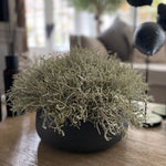 Curly Grass in a Grey Stone Bowl RTfact Flowers 
