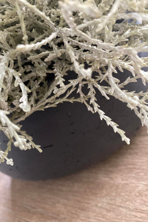 Curly Grass in a Grey Stone Bowl