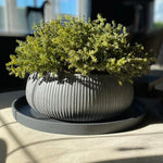 Succulents in a Grey Ribbed Stone Bowl RTfact Flowers 