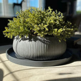 Succulents in a Grey Ribbed Stone Bowl RTfact Flowers 