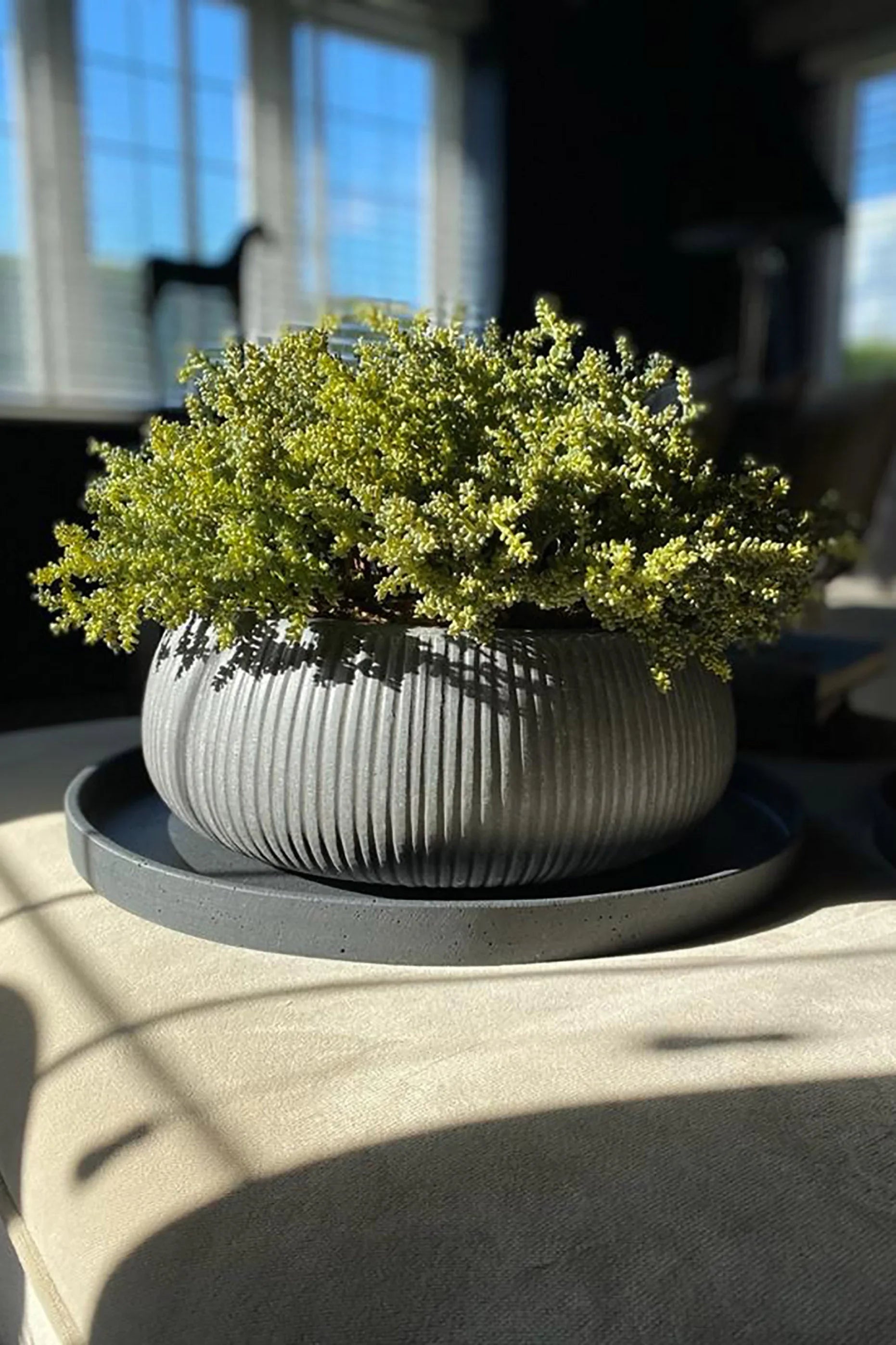Succulents in a Grey Ribbed Stone Bowl RTfact Flowers 