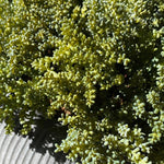 Succulents in a Grey Ribbed Stone Bowl RTfact Flowers 