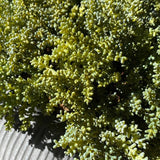 Succulents in a Grey Ribbed Stone Bowl RTfact Flowers 