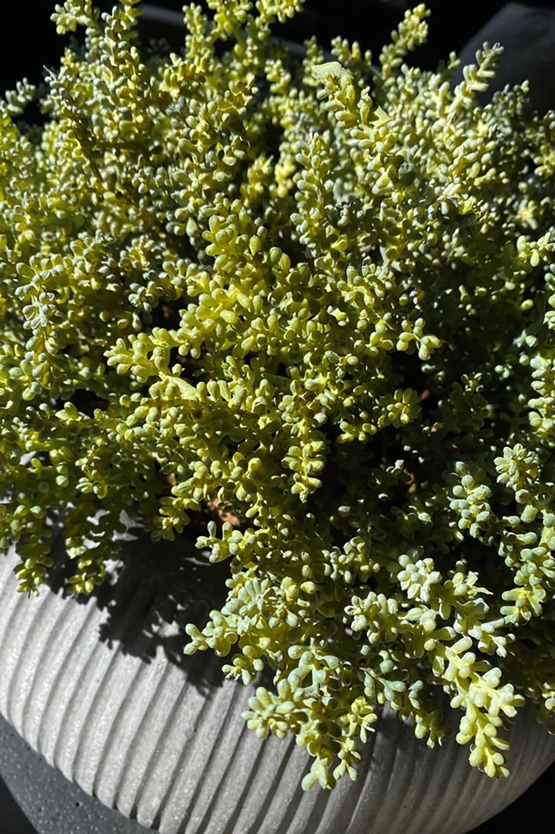 Succulents in a Grey Ribbed Stone Bowl RTfact Flowers 