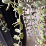 Hanging Succulents in Tall Black Metal Vases RTfact Flowers 