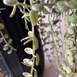 Hanging Succulents in Tall Black Metal Vases RTfact Flowers 