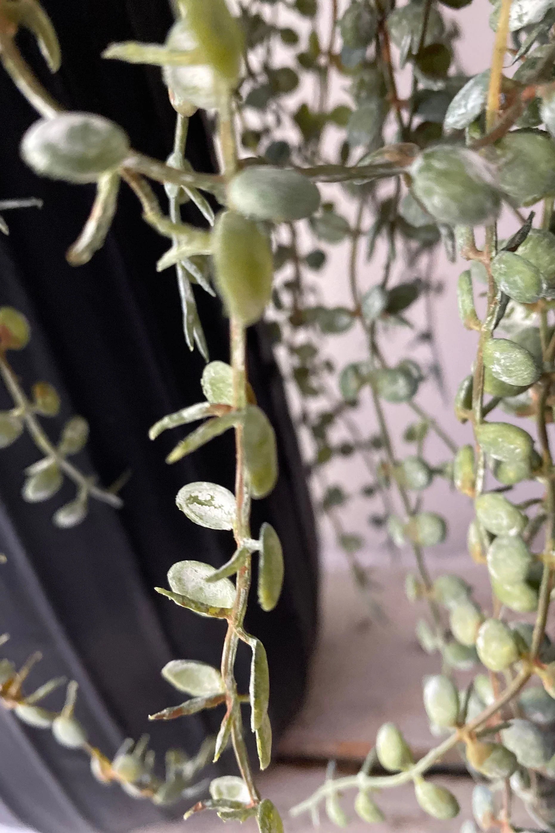 Hanging Succulents in Tall Black Metal Vases RTfact Flowers 