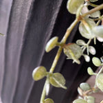 Hanging Succulents in Tall Black Metal Vases RTfact Flowers 