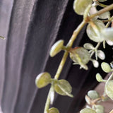 Hanging Succulents in Tall Black Metal Vases RTfact Flowers 