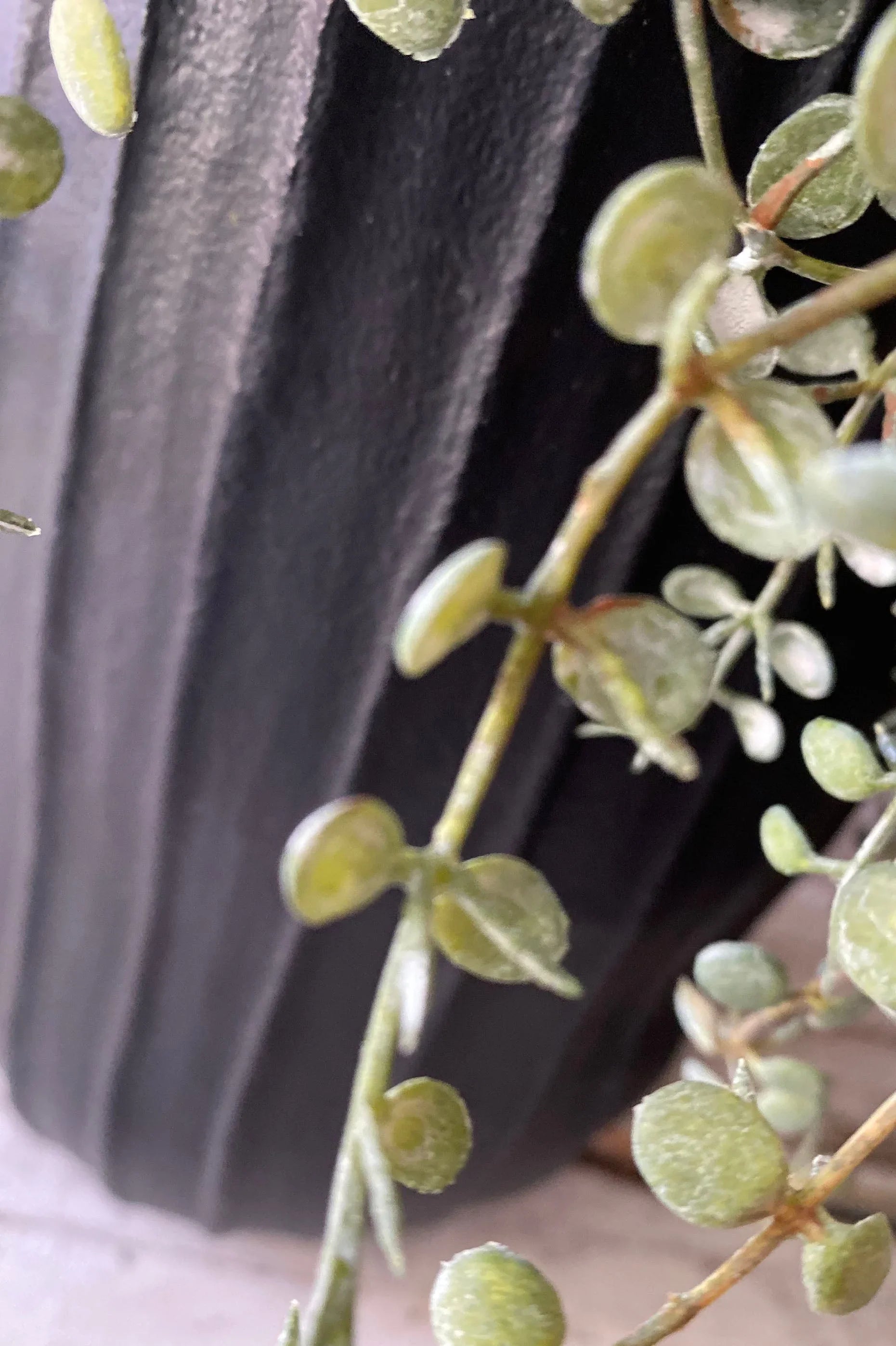 Hanging Succulents in Tall Black Metal Vases RTfact Flowers 