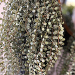 Hanging Succulents in Tall Black Metal Vases RTfact Flowers 