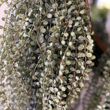 Hanging Succulents in Tall Black Metal Vases RTfact Flowers 