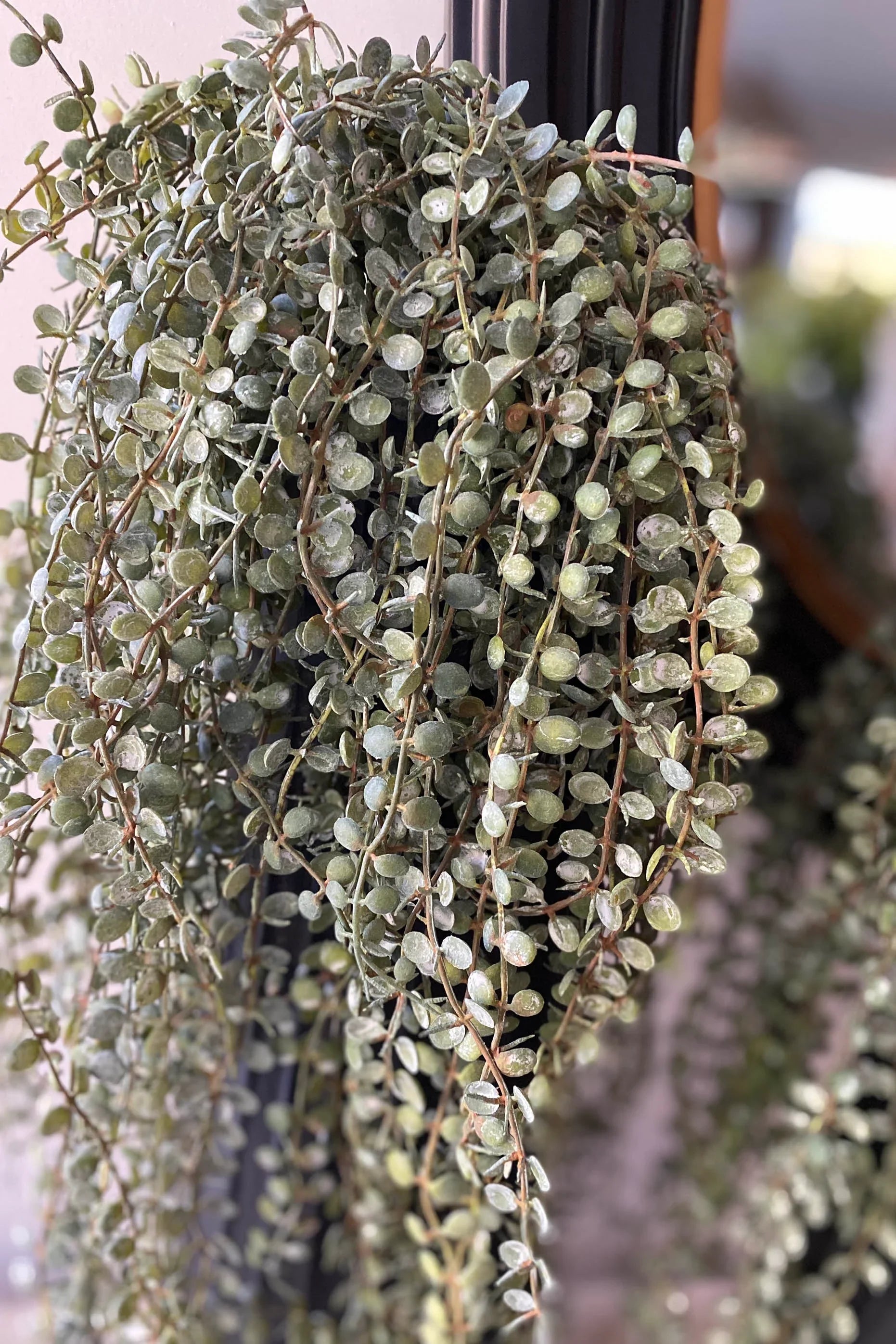Hanging Succulents in Tall Black Metal Vases RTfact Flowers 