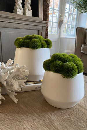 Dianthus in White Stone Pots