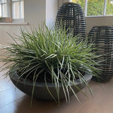 Grasses in a Large Grey Bowl RTfact Flowers 