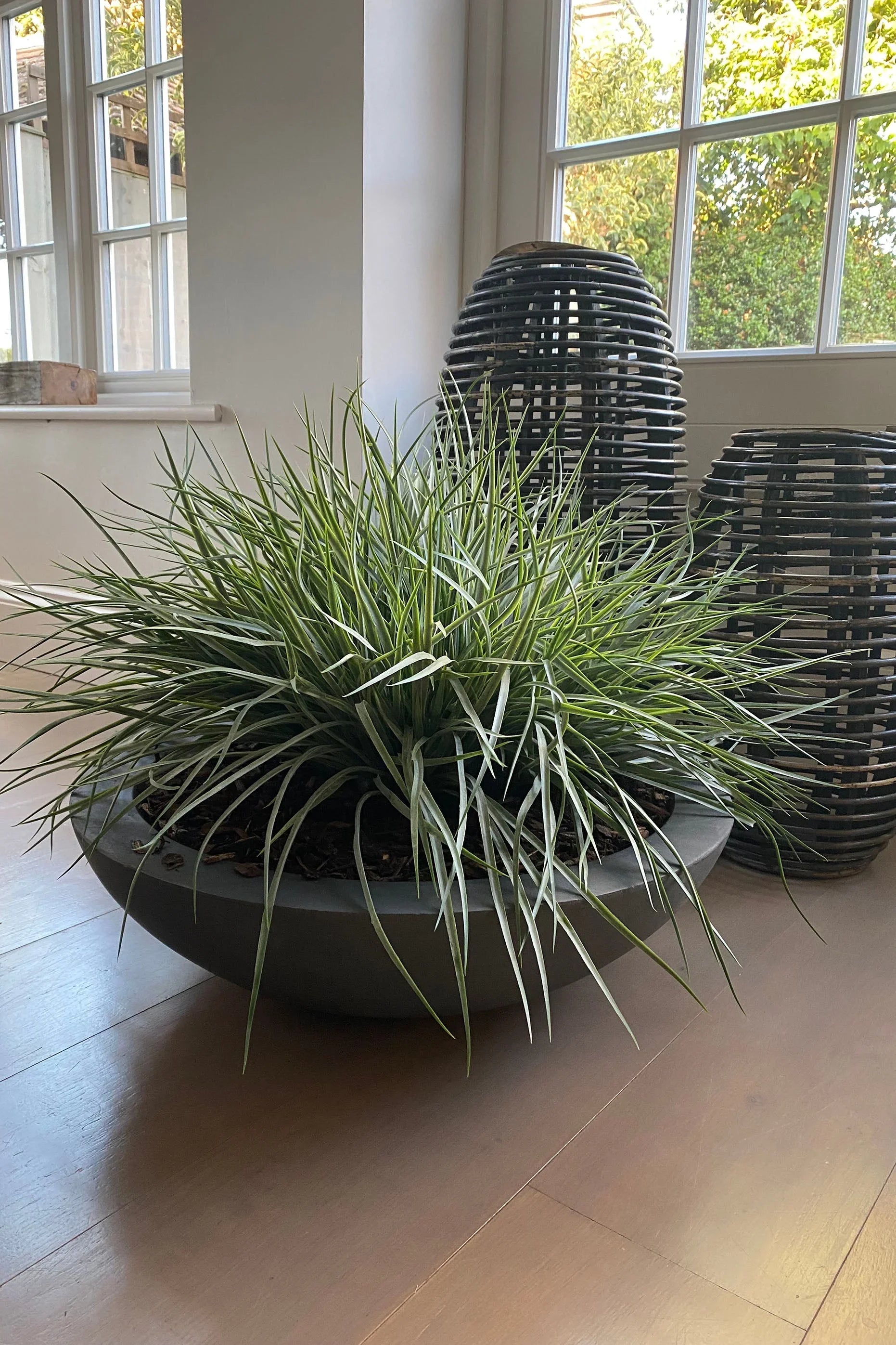 Grasses in a Large Grey Bowl RTfact Flowers 