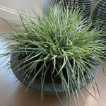 Grasses in a Large Grey Bowl RTfact Flowers 