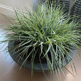 Grasses in a Large Grey Bowl RTfact Flowers 
