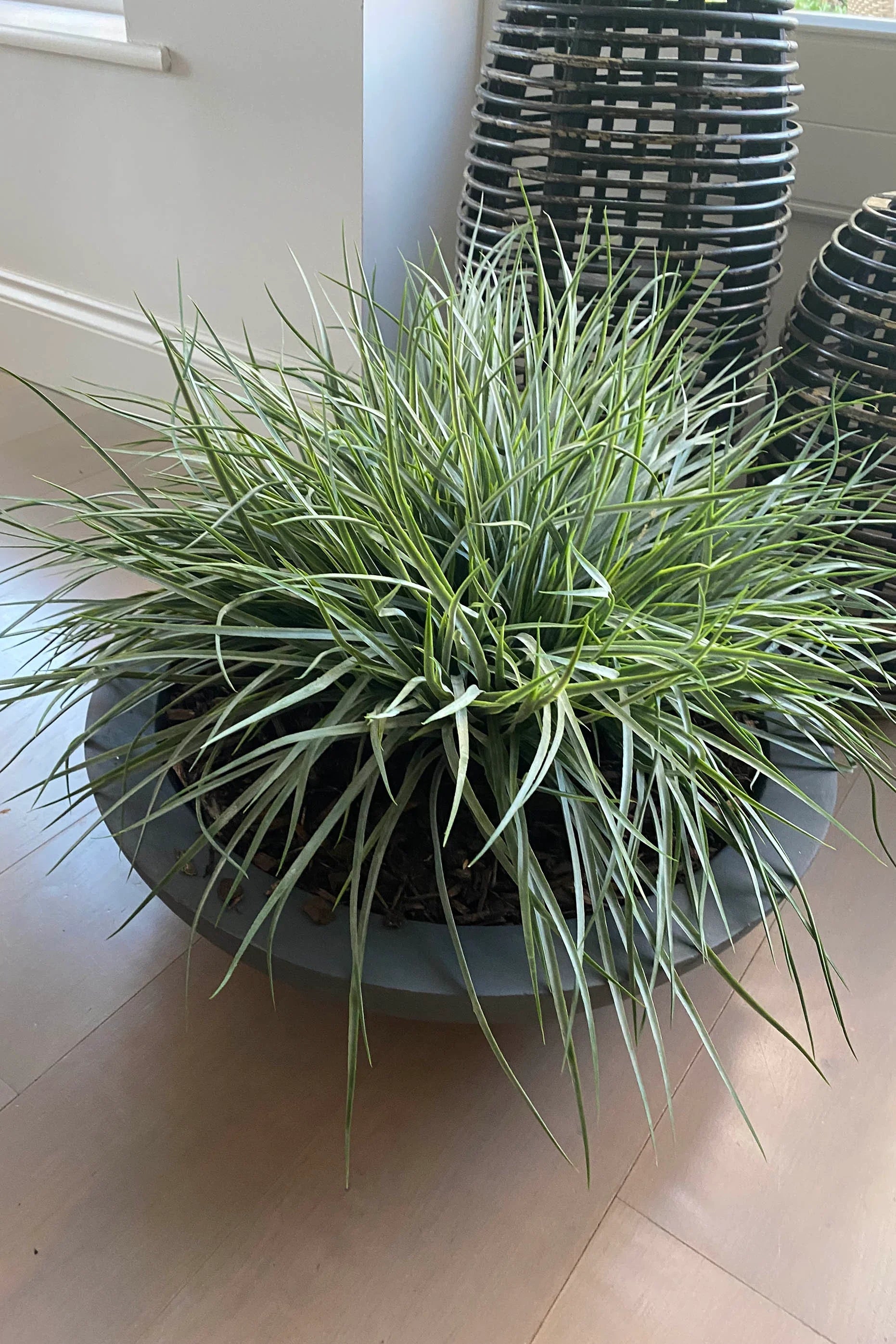 Grasses in a Large Grey Bowl RTfact Flowers 