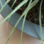 Grasses in a Large Grey Bowl RTfact Flowers 