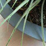 Grasses in a Large Grey Bowl RTfact Flowers 