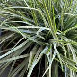 Grasses in a Large Grey Bowl RTfact Flowers 