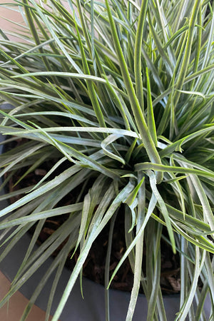 Grasses in a Large Grey Bowl