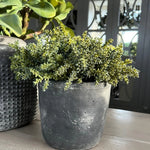 Mini Succulents in a Matt Grey Terracotta Pot RTfact Flowers 