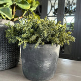 Mini Succulents in a Matt Grey Terracotta Pot RTfact Flowers 