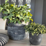 Succulents in a Matt Grey Terracotta Dotty Pot RTfact Flowers 