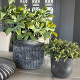 Succulents in a Matt Grey Terracotta Dotty Pot RTfact Flowers 