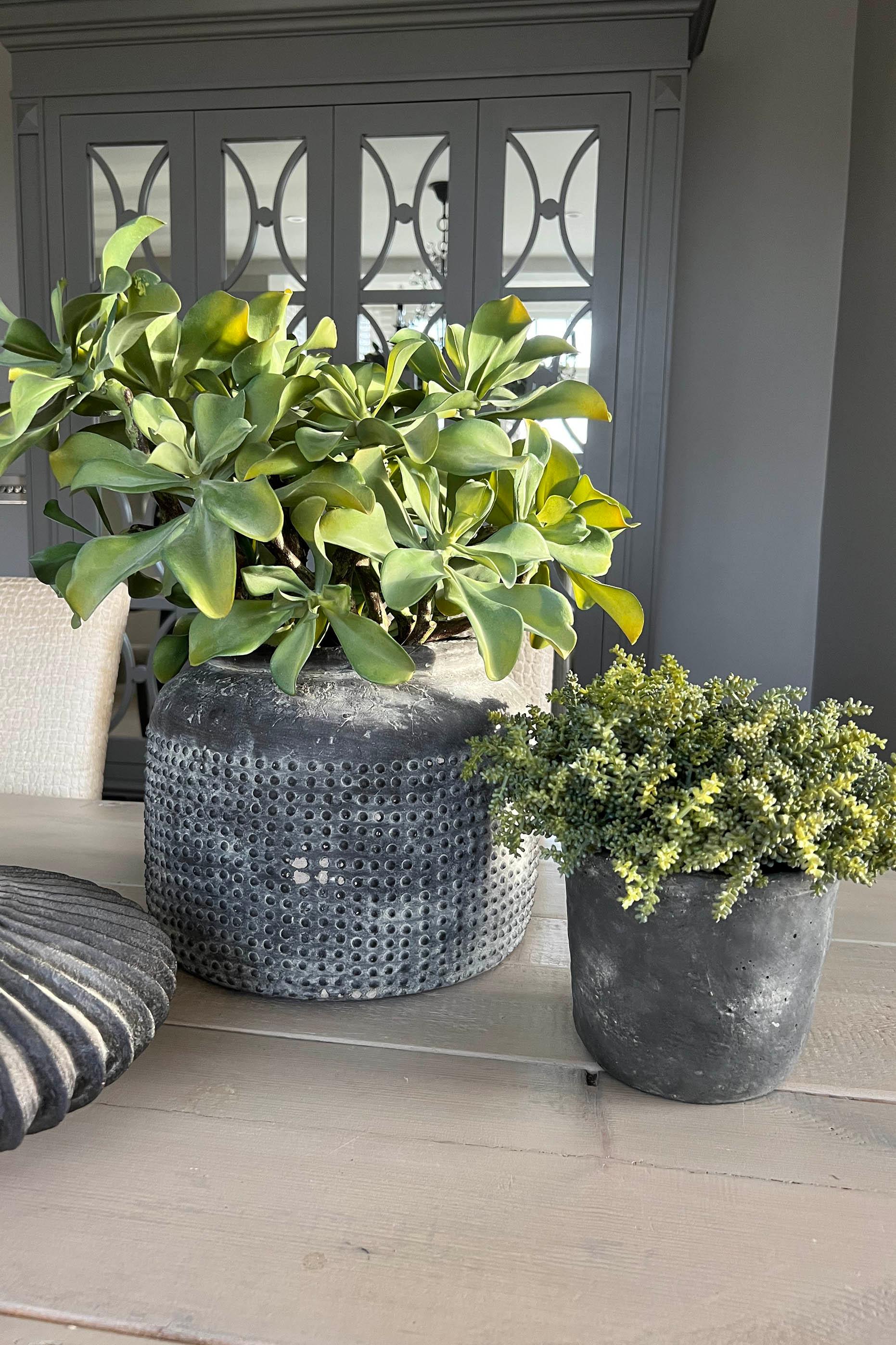 Succulents in a Matt Grey Terracotta Dotty Pot RTfact Flowers 