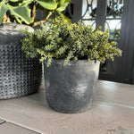 Mini Succulents in a Matt Grey Terracotta Pot RTfact Flowers 