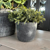 Mini Succulents in a Matt Grey Terracotta Pot RTfact Flowers 