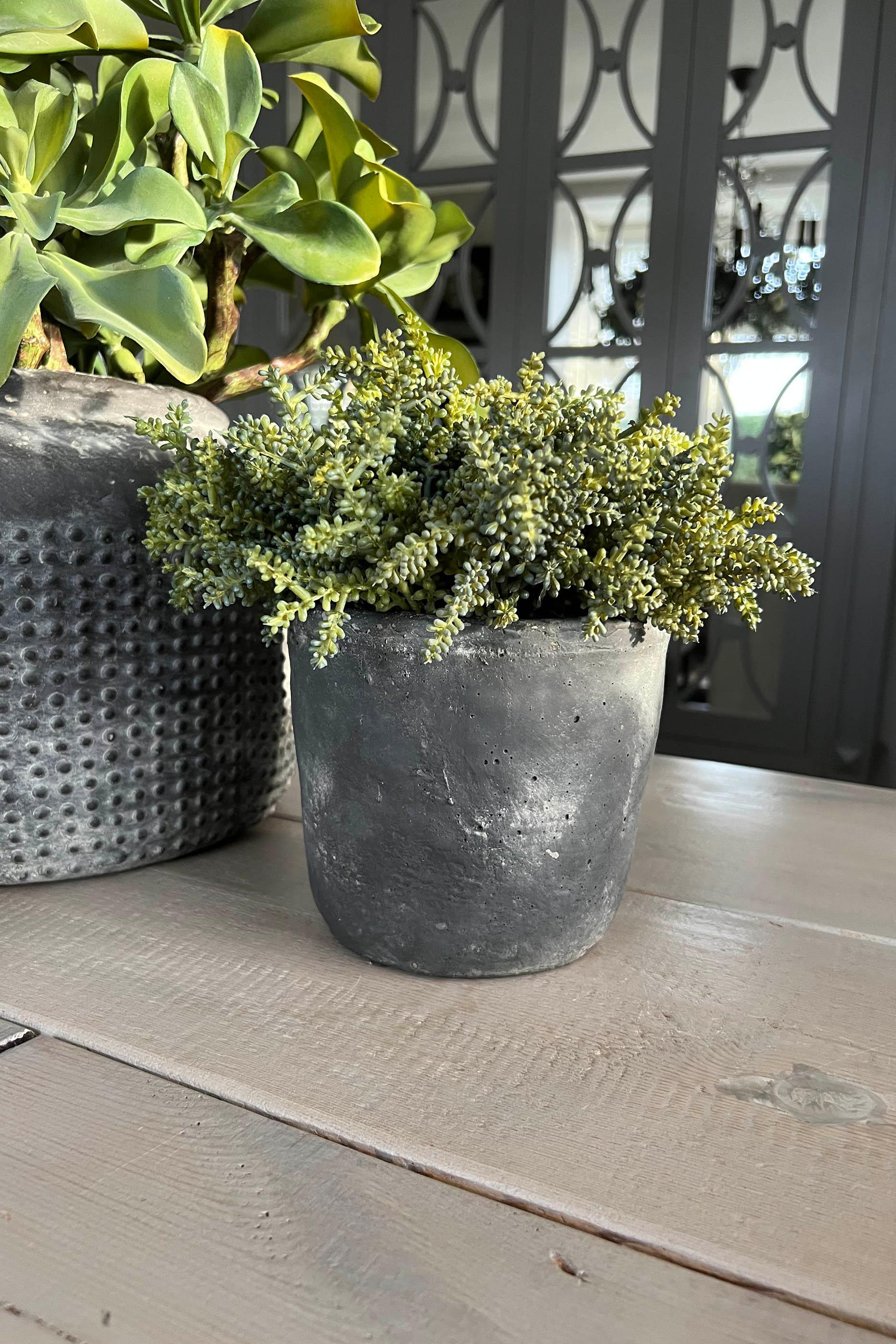 Mini Succulents in a Matt Grey Terracotta Pot RTfact Flowers 