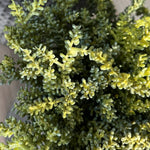 Mini Succulents in a Matt Grey Terracotta Pot RTfact Flowers 