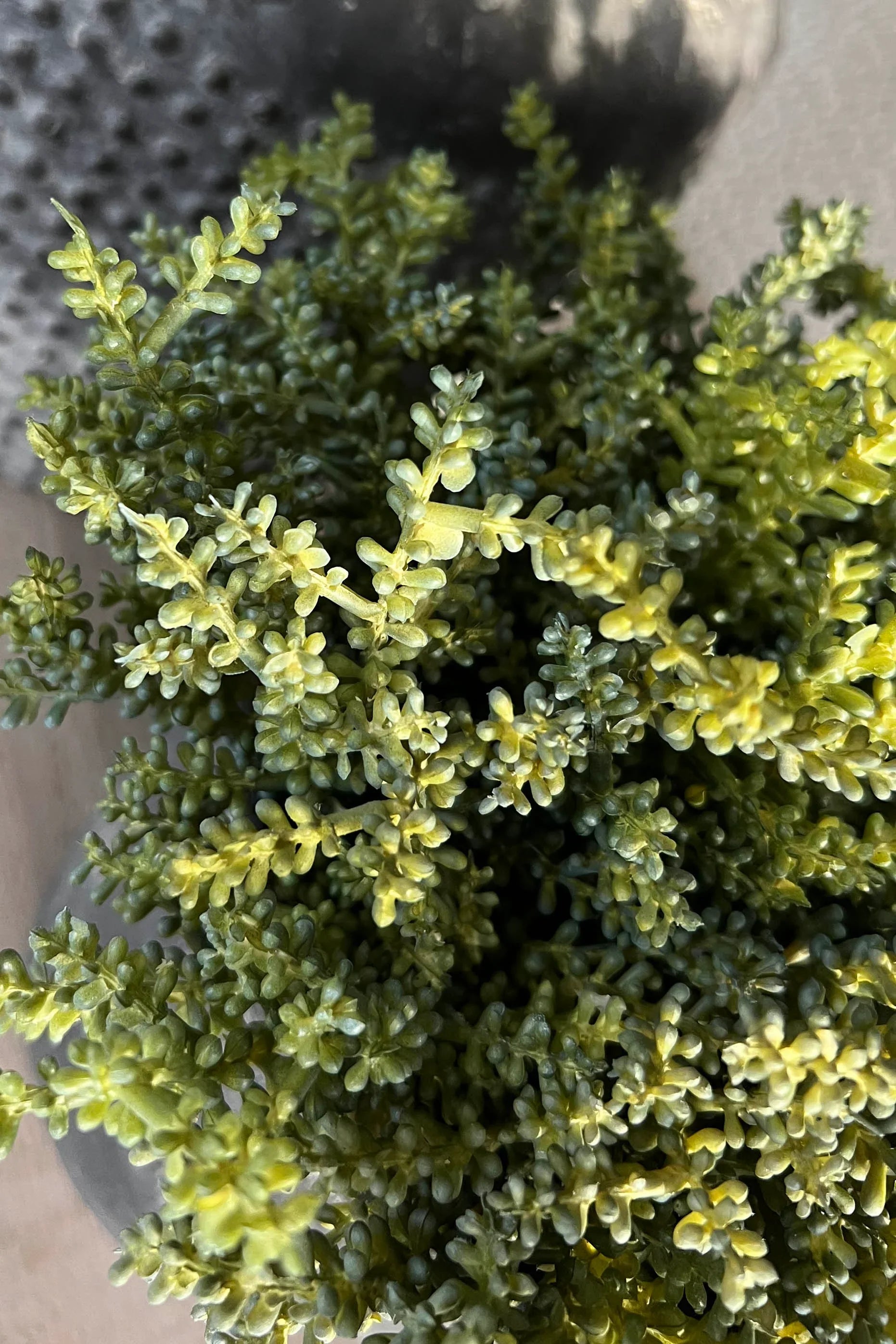 Mini Succulents in a Matt Grey Terracotta Pot RTfact Flowers 