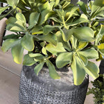 Succulents in a Matt Grey Terracotta Dotty Pot RTfact Flowers 
