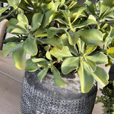 Succulents in a Matt Grey Terracotta Dotty Pot RTfact Flowers 
