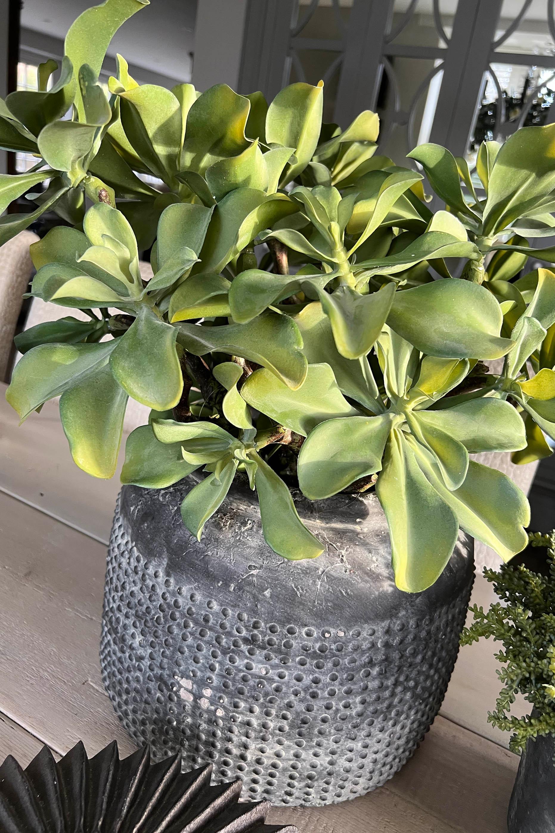 Succulents in a Matt Grey Terracotta Dotty Pot RTfact Flowers 