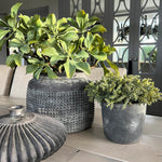 Mini Succulents in a Matt Grey Terracotta Pot RTfact Flowers 