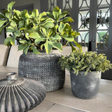 Mini Succulents in a Matt Grey Terracotta Pot RTfact Flowers 