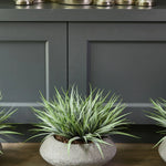 Vanilla Grass in a Grey Bowl RTfact Flowers 