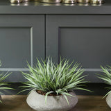 Vanilla Grass in a Grey Bowl RTfact Flowers 