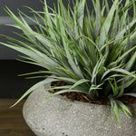 Vanilla Grass in a Grey Bowl RTfact Flowers 